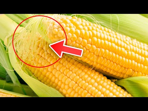 Read more about the article Never Throw Away Corn Silk Again, Here’s Why…