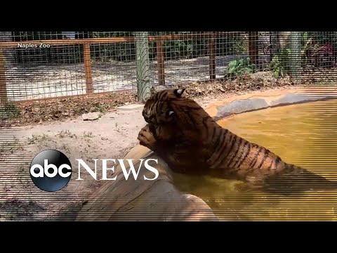 You are currently viewing Florida zoo worker sent to hospital with tiger bite