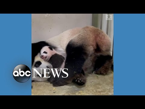 Read more about the article Name day for giant panda