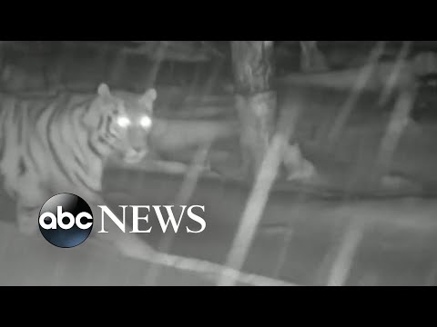 You are currently viewing Rare Siberian tiger, cubs caught on camera