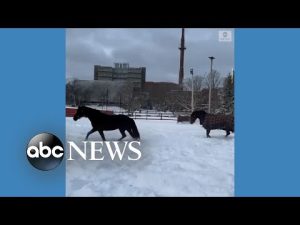 Read more about the article Horses enjoy fresh snow in Canada