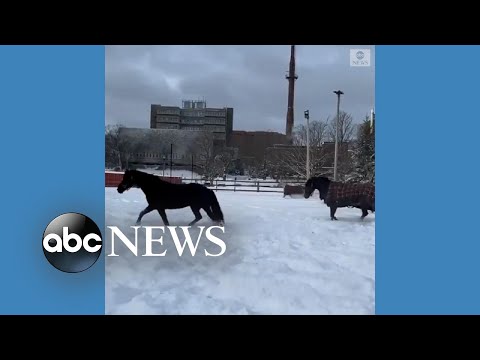 You are currently viewing Horses enjoy fresh snow in Canada