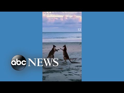 You are currently viewing Kangaroos duel on Australian beach