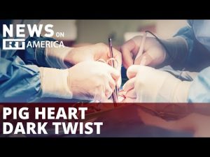 Read more about the article Pig heart transplant recipient recognized for brutal crime