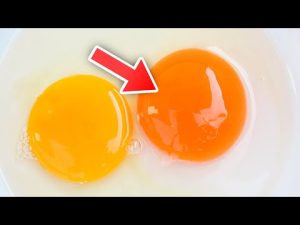 Read more about the article The Color Of Your Egg Yolks Actually Does Matter, Here’s Why…