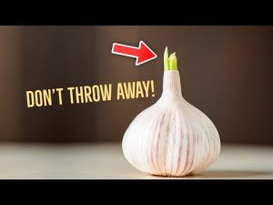 Read more about the article Why You Should Never Throw Away Sprouted Garlic