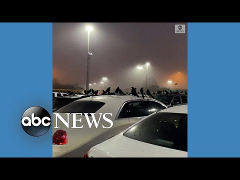 You are currently viewing Birds swarm parking lot in Texas