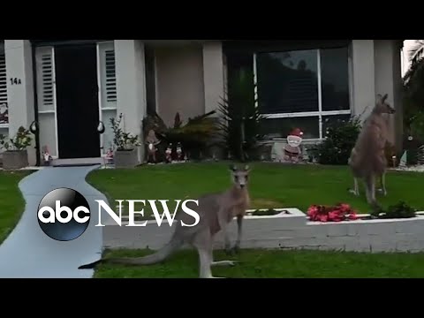 Read more about the article Mob of kangaroos seen loitering on lawns l ABC News