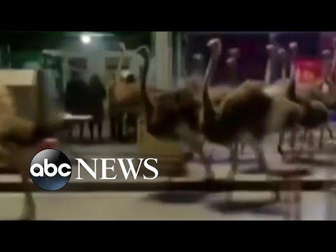 You are currently viewing Dozens of ostriches run wild through streets of Chinese city l ABC News