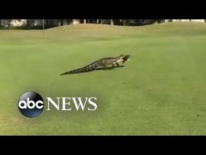 Read more about the article Alligator with fish in mouth interrupts golfers’ game in Florida