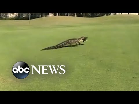 You are currently viewing Alligator with fish in mouth interrupts golfers’ game in Florida