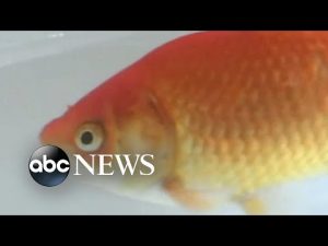 Read more about the article Researchers train goldfish to drive