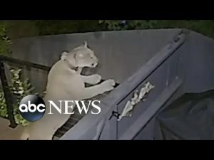 Read more about the article Mountain lion explores backyard in the Hollywood Hills