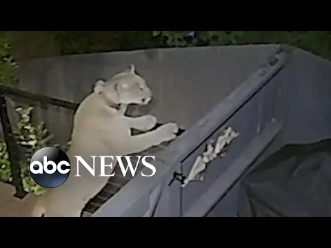 You are currently viewing Mountain lion explores backyard in the Hollywood Hills