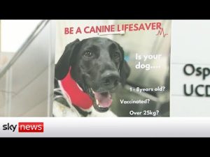 Read more about the article Calls for dog blood bank in Ireland