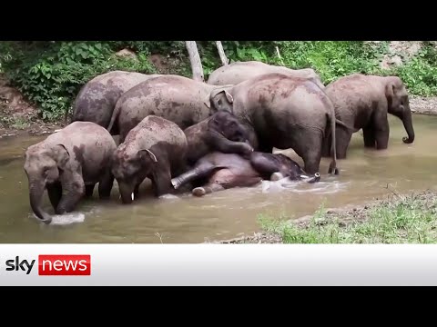 You are currently viewing Helping elephants to coexist with people in China