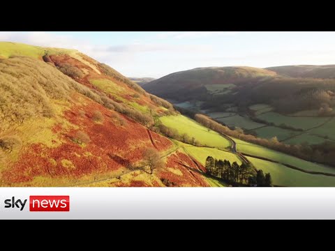 You are currently viewing Campaigners warn of ‘decimation’ in Wales if trees are planted in the countryside