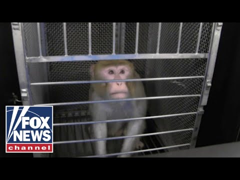 You are currently viewing Fauci’s NIH caught funding more ‘cruel’ experiments: PETA