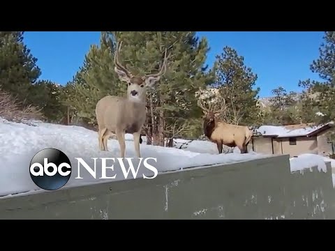 Read more about the article Bull elk stares down Colorado man