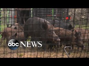 Read more about the article For the past 5 years, feral hogs are overwhelming America’s Texas farmlands