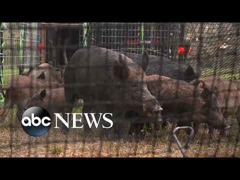 You are currently viewing For the past 5 years, feral hogs are overwhelming America’s Texas farmlands