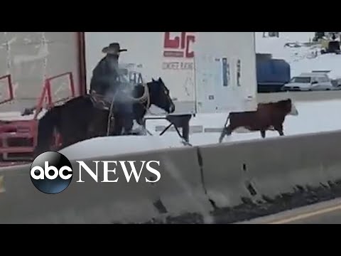 You are currently viewing Angry cow runs amok on Idaho interstate