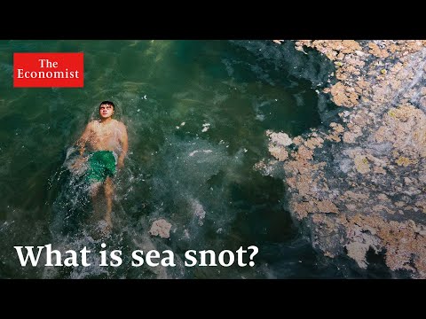 You are currently viewing Dead zones: how chemical pollution is suffocating the sea | The Economist