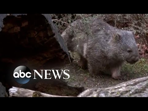 You are currently viewing Prague Zoo welcomes wombat