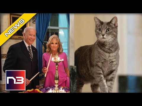 You are currently viewing After Last One Bit Someone, Joe & Jill Biden Bring New Family Member To Washington