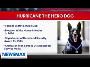 Read more about the article Hurricane the Hero Dog honored with distinguished service medal | ‘Spicer and Co.’