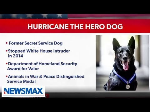 You are currently viewing Hurricane the Hero Dog honored with distinguished service medal | ‘Spicer and Co.’