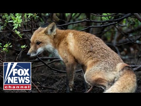 You are currently viewing ‘Capitol fox’ runs wild on Capitol Hill