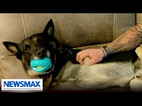 You are currently viewing Dog saves police officer from suspect | ‘John Bachman Now’