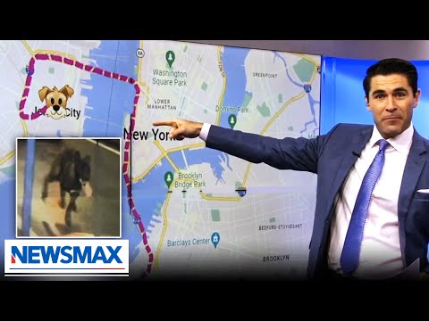 You are currently viewing Dog takes ‘helluva’ 9-day journey throughout NYC, Jersey: Rob Schmitt Tonight