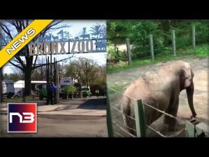 Read more about the article A Group Claimed This Zoo Elephant Is A Human, Here’s How…