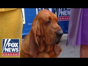 Read more about the article Trumpet becomes first bloodhound to win Westminster Dog Show