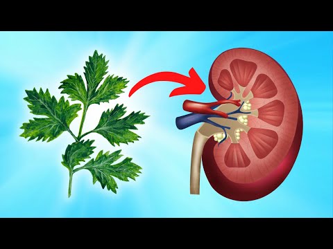 Read more about the article Eat This Herb to Cleanse Your Kidney Naturally