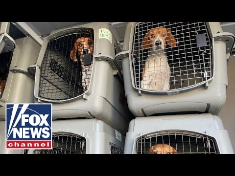 You are currently viewing Fauci’s test beagles freed from the lab