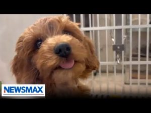 Read more about the article New York politicians hope to end the practice of puppy mill sales | REPORT