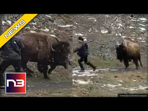 You are currently viewing WOMAN In Yellowstone Gets On Wrong End Of A Bison, Gets Charged