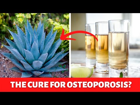 You are currently viewing The “Tequila Plant” Can Treat Osteoporosis Naturally