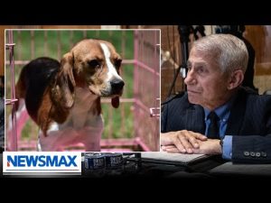 Read more about the article Dog company EXPOSES Dr. Fauci’s cruel puppy experiments