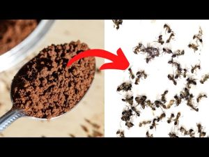 Read more about the article All You Need Is Instant Coffee To Keep Away Ants, Mosquitoes And Flies