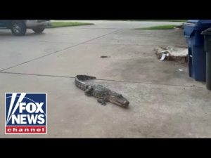 Read more about the article Texas man wrestles alligator spotted on property