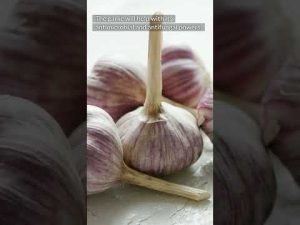 Read more about the article Put a Clove of Garlic Inside The Toilet at Night For This Brilliant Reason #shorts