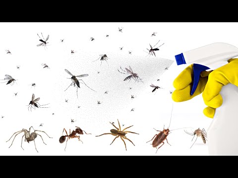 You are currently viewing This Trick Will Get Rid of Most Insects Around Your Home