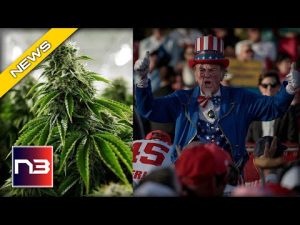 Read more about the article Marijuana On The Ballot – Here’s How It Did