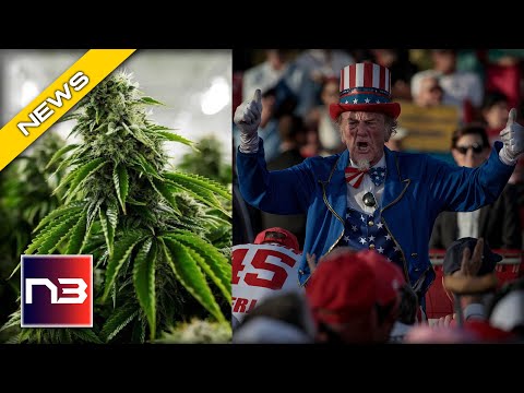 You are currently viewing Marijuana On The Ballot – Here’s How It Did