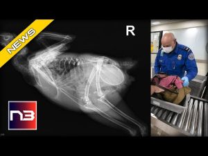 Read more about the article TSA FINDS SOMETHING FOWL AT SECURITY CHECKPOINT