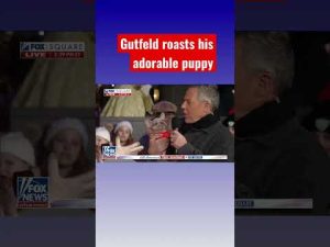 Read more about the article Gutfeld introduces new pup: He eats like a pig! #shorts